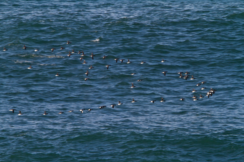 Common Murres In Flight